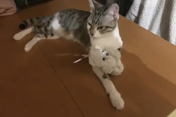 Animaux perdus Aucamville, photo: Chatte pucée perdue à Aucamville