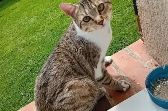 Animaux perdus , photo: Chatte grise tigrée disparue à Loisail