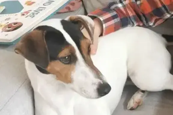 Jack Russell Ulia perdue à Rouans - photo