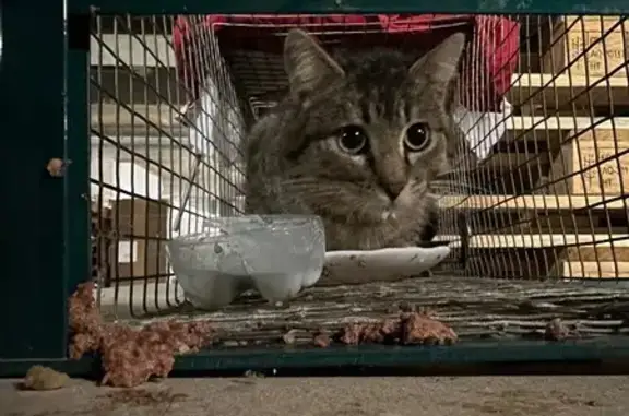 Animaux trouvés Gundershoffen, photo: Chat trouvé à Gundershoffen