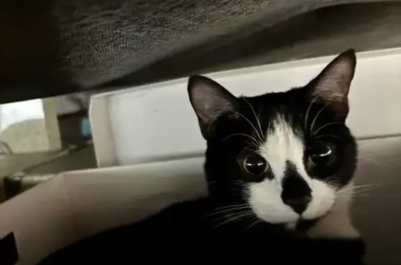 Animaux perdus Toulouse, photo: Chat noir perdu à Toulouse, 14 avril