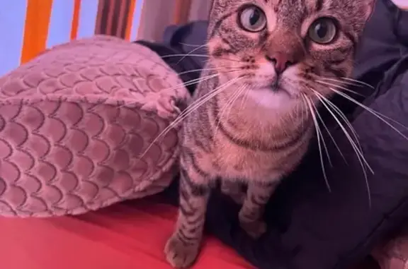 Chat perdu, Les Ulis, photo: Chatte craintive perdue, Les Ulis