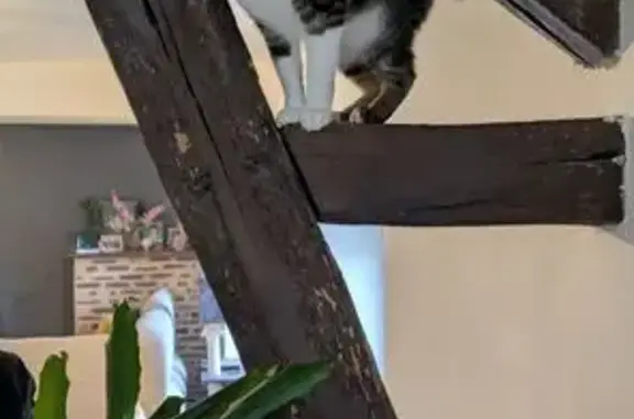 Chat perdu : Toad, blanc et marron tigré - photo