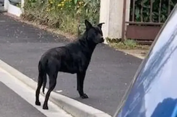 Chien noir craintif trouvé à Saint-Étienne - photo