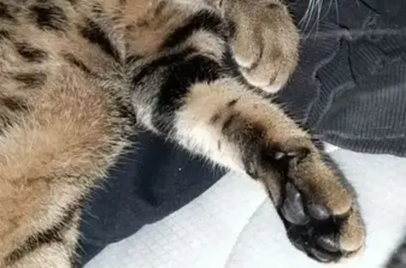 Chat perdu, Tours, photo: Chat tigré perdu à Tours Nord