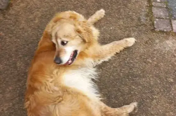 Chien trouvé Tarare, photo: Chien trouvé Av. Edouard Herriot, Tarare