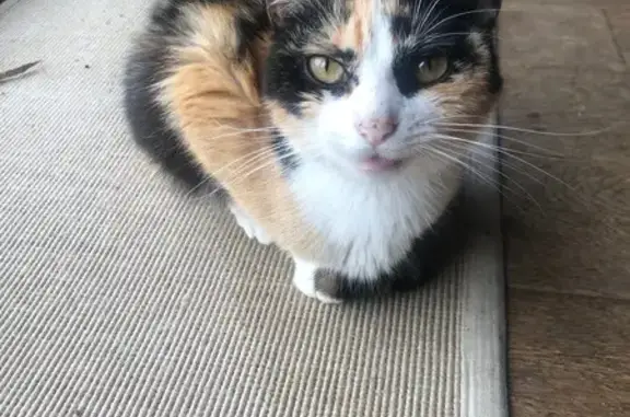 Animaux trouvés , photo: Chatte tricolore trouvée à Berhet