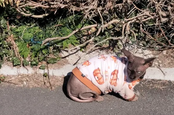 Chat SPHYNX perdu samedi à Hautmont - photo