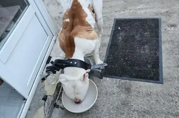 Chien trouvé Thairé, photo: Bouledogue mâle maigre trouvé à Thairé