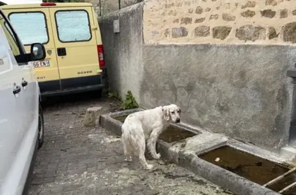 Animaux trouvés , photo: Chien type setter anglais perdu à La Sauvetat