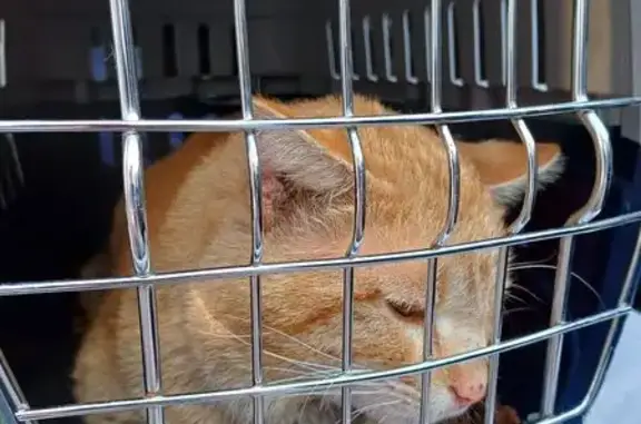 Animaux trouvés Ronchin, photo: Chat trouvé à Ronchin, rue Salengro