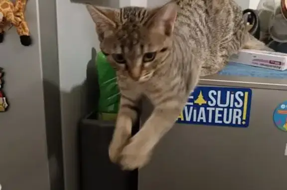Animaux perdus Moulins, photo: Chatte grise tigrée perdue à Moulins