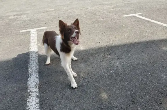 Chien trouvé Melle, photo: Chienne border collie trouvée à Melle