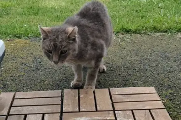 Chat trouvé Lanester, photo: Chat affectueux trouvé à Lanester
