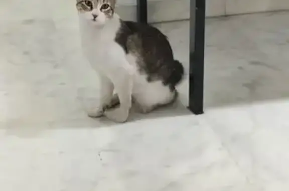 Gato Joven y Cariñoso Hallado...