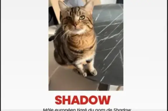 Chat perdu, Marcoing, photo: Chat européen tigré perdu à Marcoing