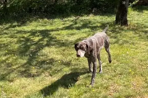 Chien perdu , photo : Braque Allemand perdu à Labastide-Marnhac