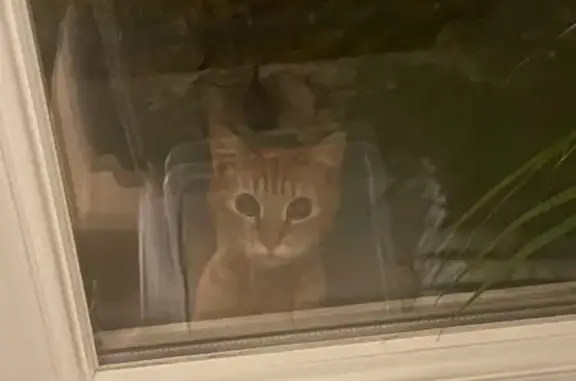 Jeune chatte rousse trouvée à Brest - photo