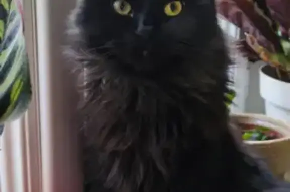 Beau chat noir perdu à Rive-de-Gier - photo