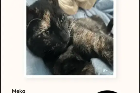 Lost Cat: Tortese, Brown Spot & Scar