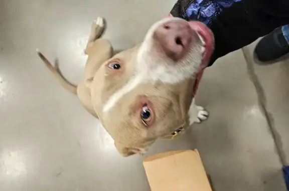 Lost and found pets East Chicago, photo: Found: Friendly Young Pit Mix in East Chicago