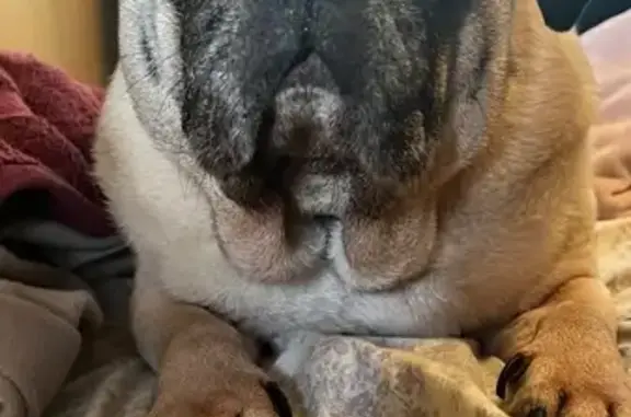 Lost Senior Pug: Beige with Blue Harness