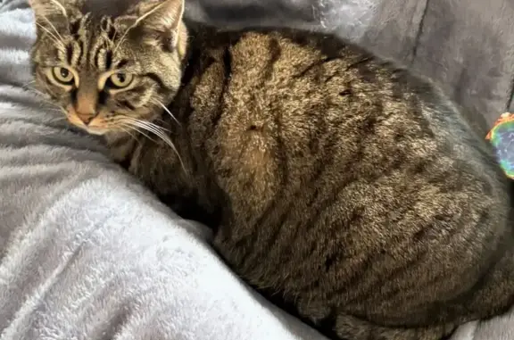 Animaux perdus Tours, photo: Chatte tigrée 4 ans perdue à Tours