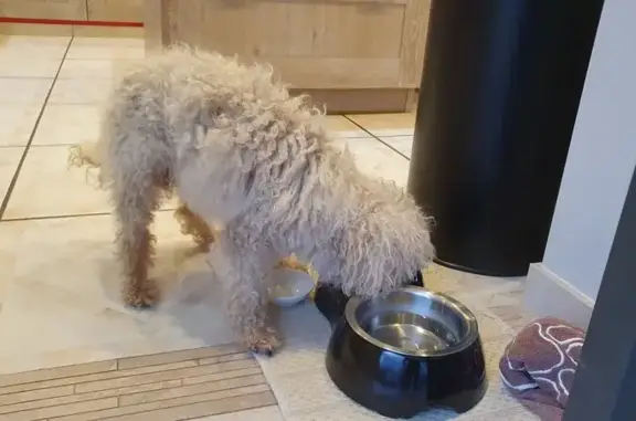 Caniche sable âgé trouvé à Nantiat - photo