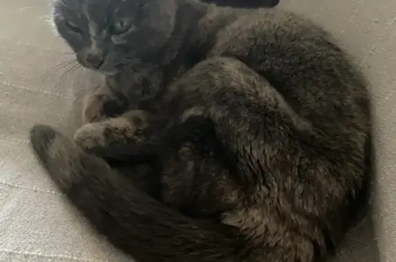 Animaux perdus Angoulême, photo: Chatte grise perdue à Angoulême