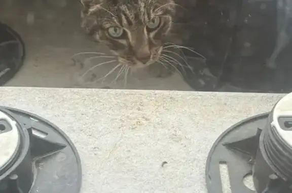 Chat marron trouvé sous terrasse, St-Nazaire - photo