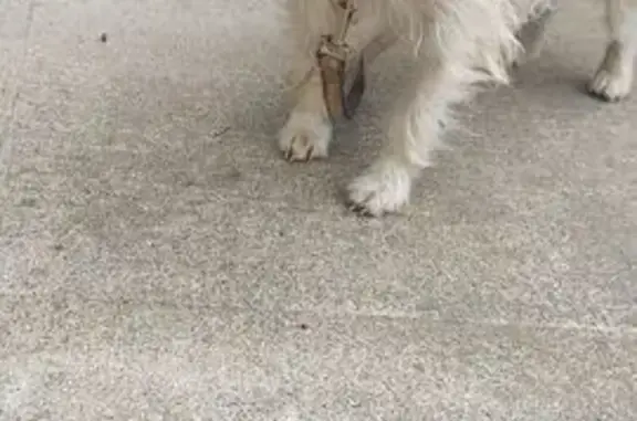 Found Dog: White & Spotted on N. Warren Ave
