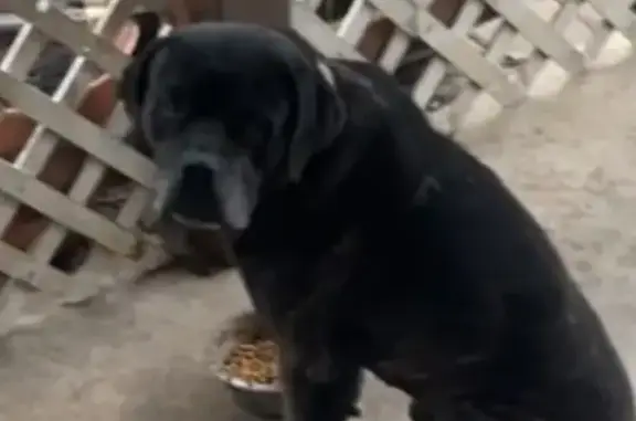 Missing dog , photo: Lost Dog: Help Find Titan in Dale