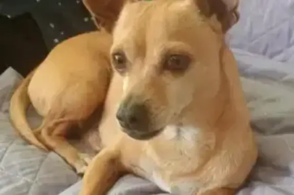 Perro Perdido en Morelia: ¡Ayúdanos!