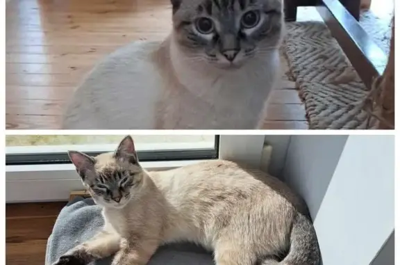 Chat perdu, Brest, photo: Chatte Mandou disparue à Brest