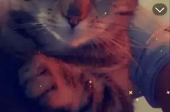 Chat perdu, , photo: Chatte Mia disparue à Broyes