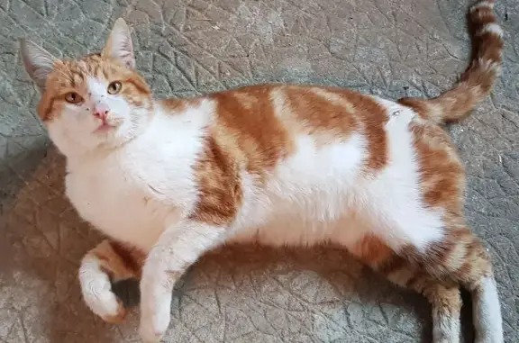 Animaux trouvés Arnac-Pompadour, photo: Chat roux-blanc trouvé à Arnac-Pompadour
