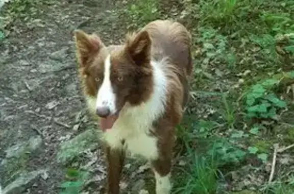 Chienne border collie perdue à Charmes - photo