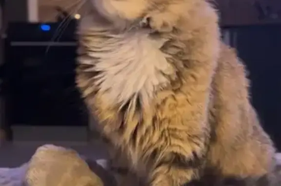 Animaux perdus Nancy, photo: Chatte tigrée disparue à Nancy