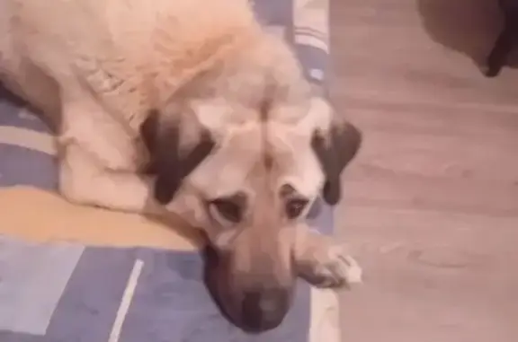 Chien perdu Le Pouliguen, photo : Berger d'Anatolie perdu depuis 5 jours