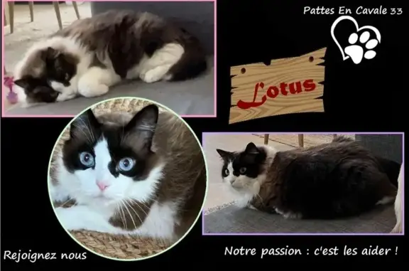 Animaux perdus Talence, photo: Ragdoll beige/marron perdu à Talence