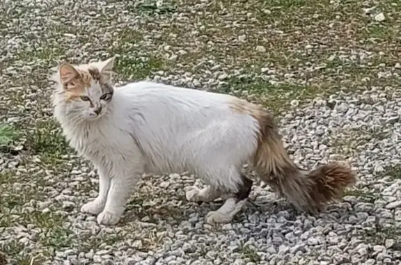 Chat trouvé Nouvelle-Aquitaine, photo: Chatte trouvée à Soulignonnes, non identifiée