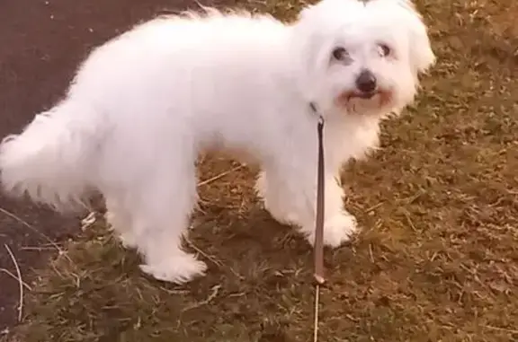 Chien perdu Biscarrosse, photo : Coton de Tuléar perdu à Biscarrosse