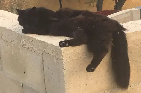 Chatte noire perdue à La Ciotat - photo