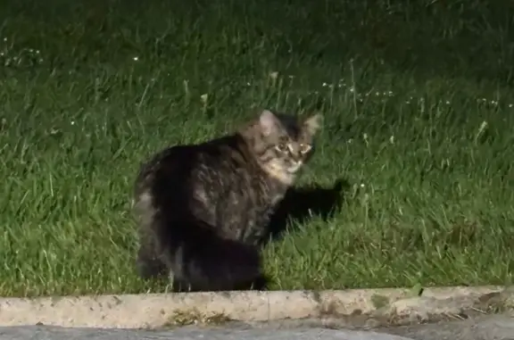 Animaux trouvés Bourbon-l'Archambault, photo: Chat tigré trouvé à Bourbon-l'Archambault