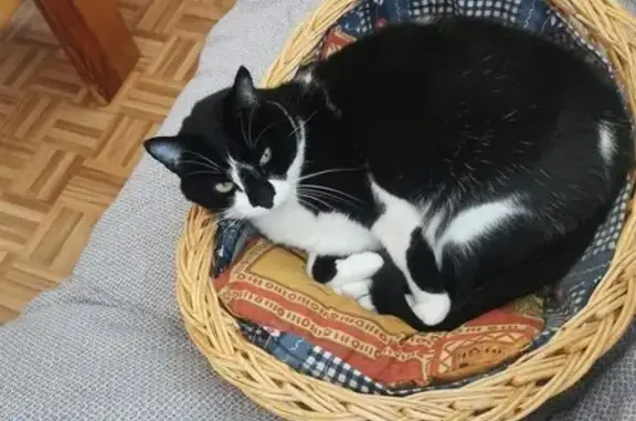 Chatte européenne disparue à Arpajon-sur-Cère - photo