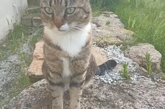 Chatte tigrée grise perdue à Bruz - photo