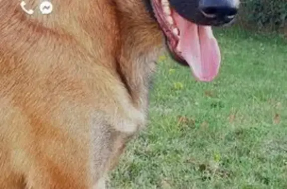 Chien perdu Vayres, photo : Malinois marron perdu à Glandoulat