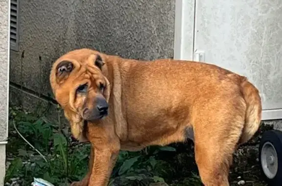 Chien sans collier trouvé à Mignaloux - photo