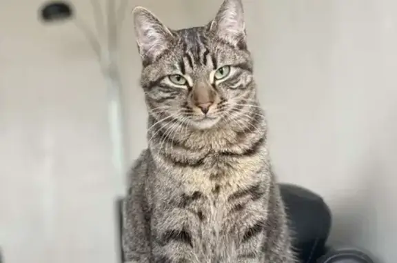 Chat perdu : Tigrou, tigré gris, Metz - photo