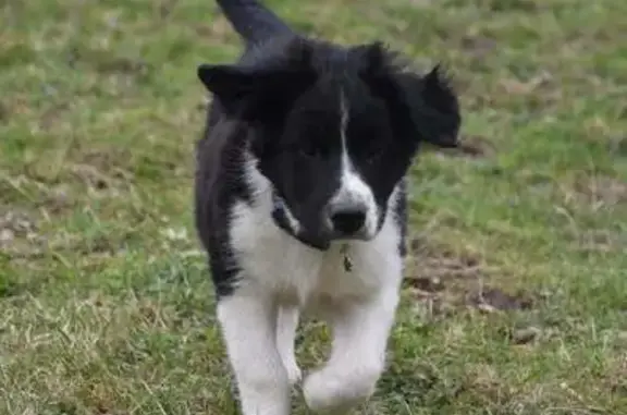 Chien perdu , photo : Chiot perdu, collier bleu, Aïka, 4 mois